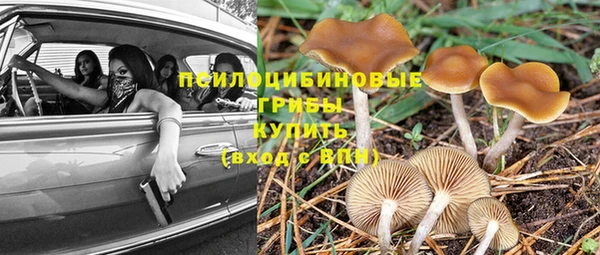 ПСИЛОЦИБИНОВЫЕ ГРИБЫ Зеленодольск